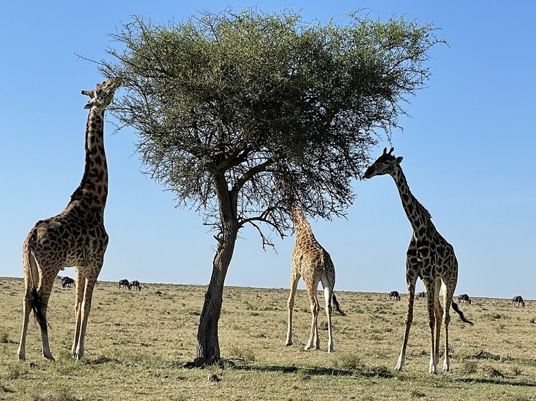 Giraffen in der Mara © GIZ Huber