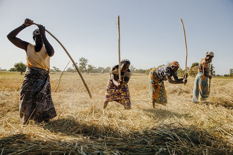 Vier Frauen dreschen Reis auf einem Feld.  Foto: GIZ