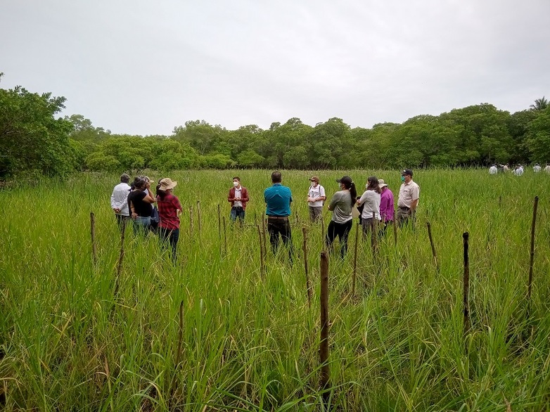Teilnehmer*innen eines 2-tägigen Workshops in El Salvador lernen auf einer Exkursion in das Ramsar Gebiet Jaltepeque verschiedene Techniken zur Wiederherstellung von Mangrovensystemen kennen. Copyright: GIZ / FDV-RegiónSICA-REDD+Landscape