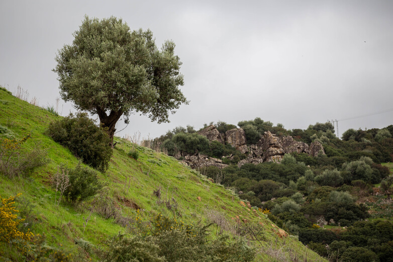 Landschaft in Guelma, GIZ/ Fouad Bestandji