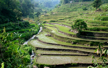 Indonesien. Terrassenanbau von Reis in Seloliman. © GIZ