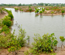 Indien. Integrierte Fischzucht in Mangrovengebieten Tamil Nadus © GIZ