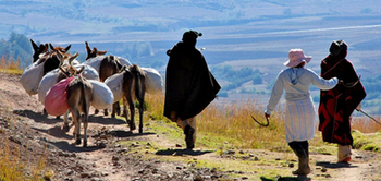 Lesotho. Bauern bei der Einfuhr der Ernte im Hochland. © GIZ