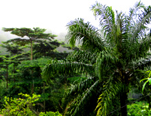 In Westafrika gibt es mehr als 30 Palmarten, die neben Kokosnüssen unter anderem auch Palmöl liefern. © GIZ