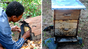 Madagaskar. Traditionelle Bienenzucht in einem Baumstamm und moderne Bienenzucht in einem Bienenstock. © GIZ