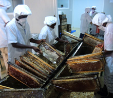 Madagaskar. Extraktion des Honigs nach EU-Normen. © GIZ
