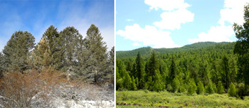 Links:  A valuable forest ecosystem, Selenge aimag 2013, Source: GIZ/ Ойн экосистем, Сэлэнгэ аймаг 2013 -  Rechts:   Pinus sibirica seed stand, Khan Khentii Protected Area, 2014. Source: GIZ/ Сибирь хушны үрийн талбай, Хан Хэнтийн Тус