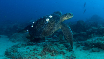 Mexiko. Meeresschildkröte © GIZ