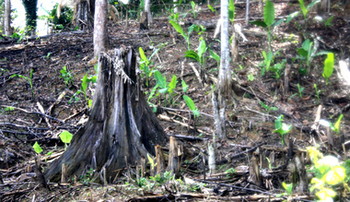 Philippinen. Bananenbaumsetzlinge wachsen in degradierten Waldgebieten in San Vicente, Palawan. © GIZ 
