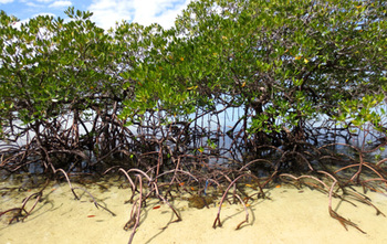 Philippinen. Mangroven schützen mit ihren fest verankerten Wurzeln Küstengebiete vor Erosion, mindern die Auswirkungen von tropischen Wirbelstürmen und bieten essenzielles Habitat für Fische und andere Meeresbewohner. Mangrovenschutz- und Rehabilitierung 