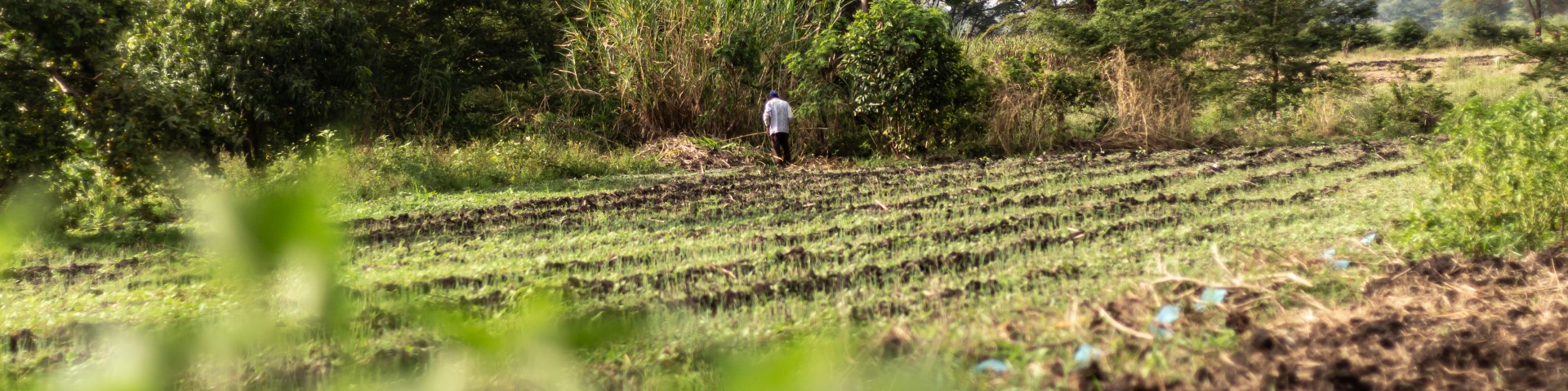 A person tills a wheat field in Ethiopia.  © Claudia Jordan/GIZ