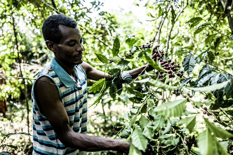 A farmer harvests one of the countless wild varieties of arabica coffee that grow in the forests of South-West Ethiopia.
