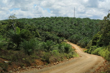 2_Oil Palm Landscape 1_Tepian Buah