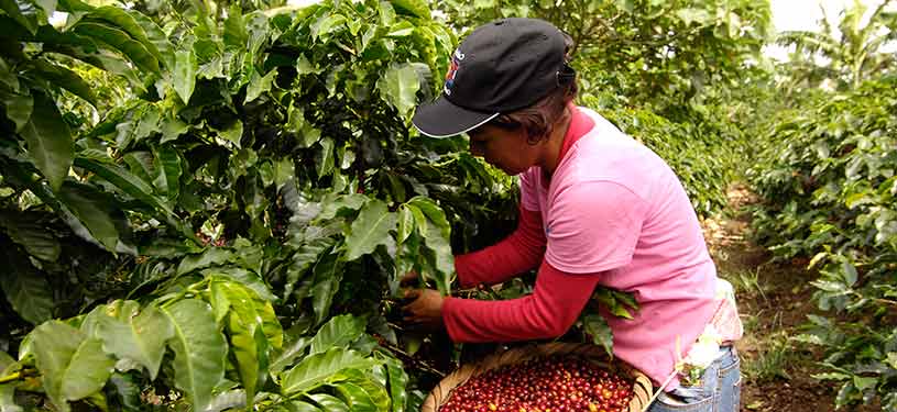 A woman is harvesting coffee beans.
