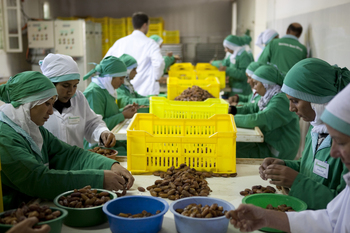 giz-Buff-Tunesien-8: Improving the value chain for dates makes businesses more competitive. Photo: GIZ / Berno Buff