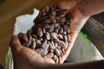 Dry cocoa beans close-up