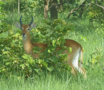 Foto 2 PROFIAB - Cobe de Fassa au Parc national de Comoé