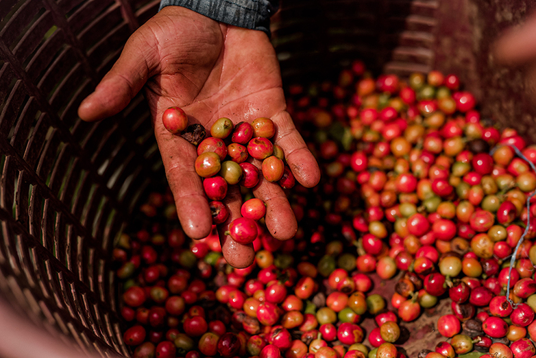 GIZ/Pablo Cambronero A coffee picker throws ripe coffee cherries into a basket.