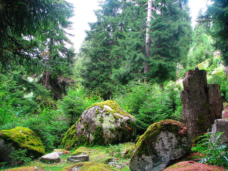 GIZ / Giorgi Mamadashvili//ECO.Georgia unterstützt die georgische Regierung bei der Umsetzung ihrer Forstsektorreform, um die gesamten Wälder des Landes in den Rahmen der nachhaltigen Waldbewirtschaftung einzubeziehen.