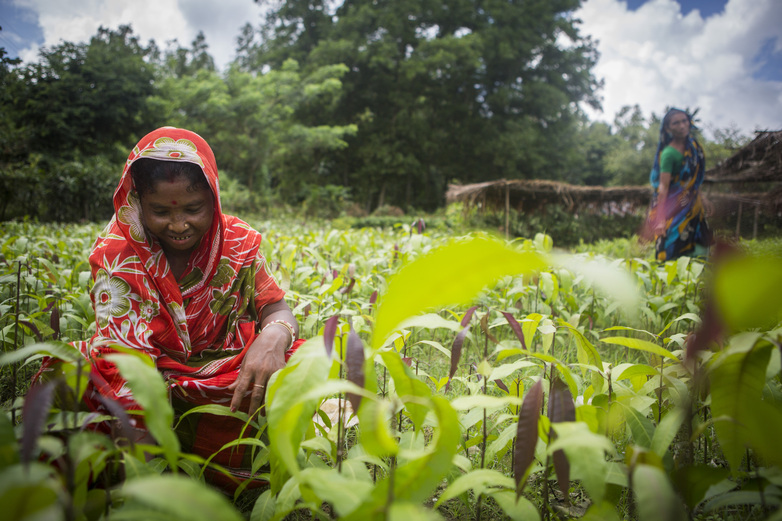 Photo : © GIZ / Ranak Martin Des femmes dans un champ au Bangladesh