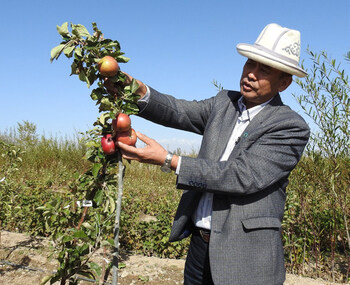 Harvest of fruit trees on rocky ground of piloting territory in Issyk Kul region, Kyrgyzstan.