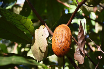 Kakaopflanze in einem Agroforstsystem_Foto_Frank_Kraemer_GIZ