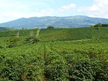 Umsetzung der NAMA-Fazilität. Costa Rica: Kaffeeplantage. © GIZ