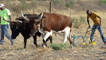 Ox-drawn Baufi ripper in use 1: Soil cultivation using an ox-drawn soil ripper