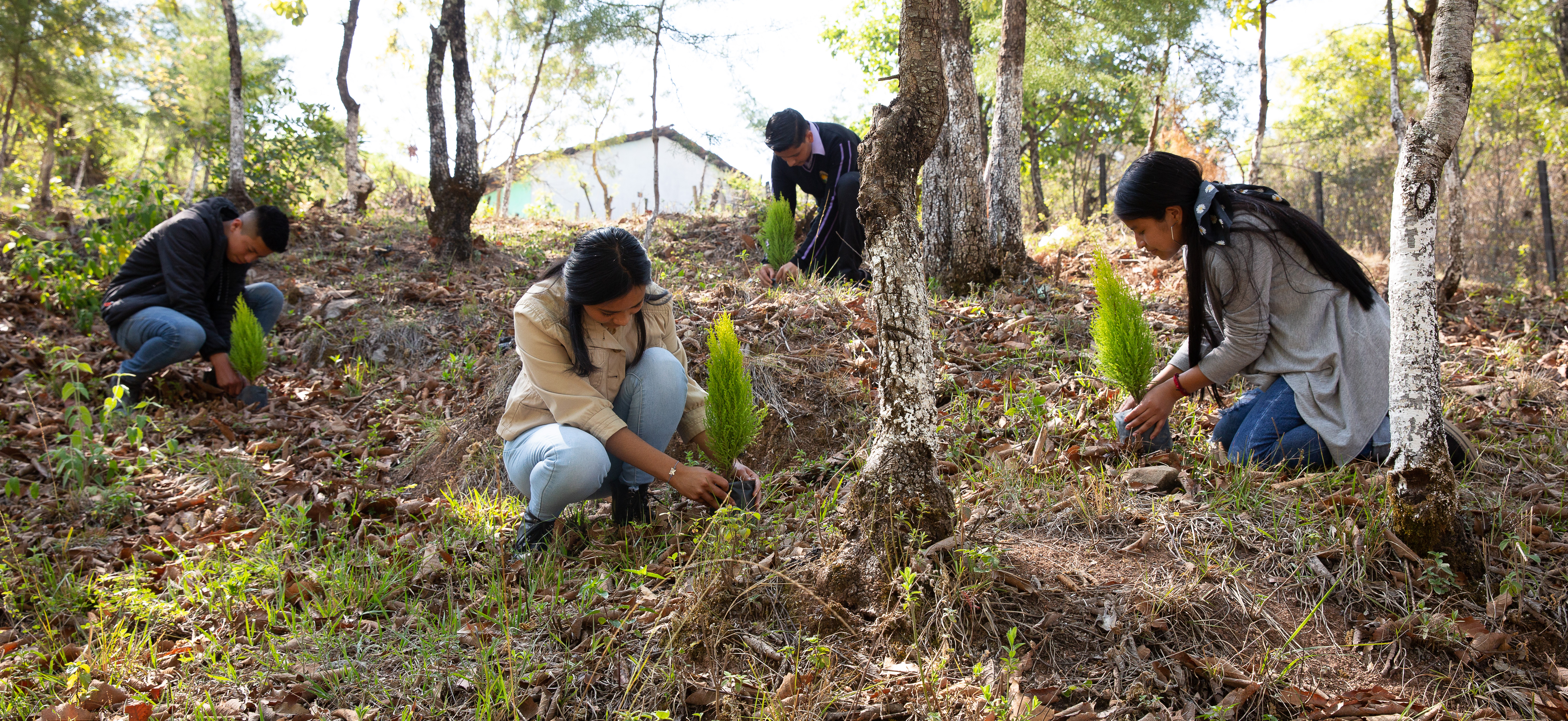 Four people planting trees in a forest.