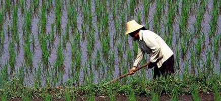 A man in a straw hat is working on a flooded rice field.