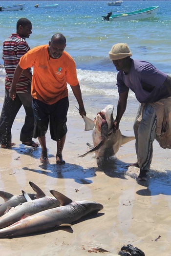 Traditionelle Anlandung von Fisch in Kismayo