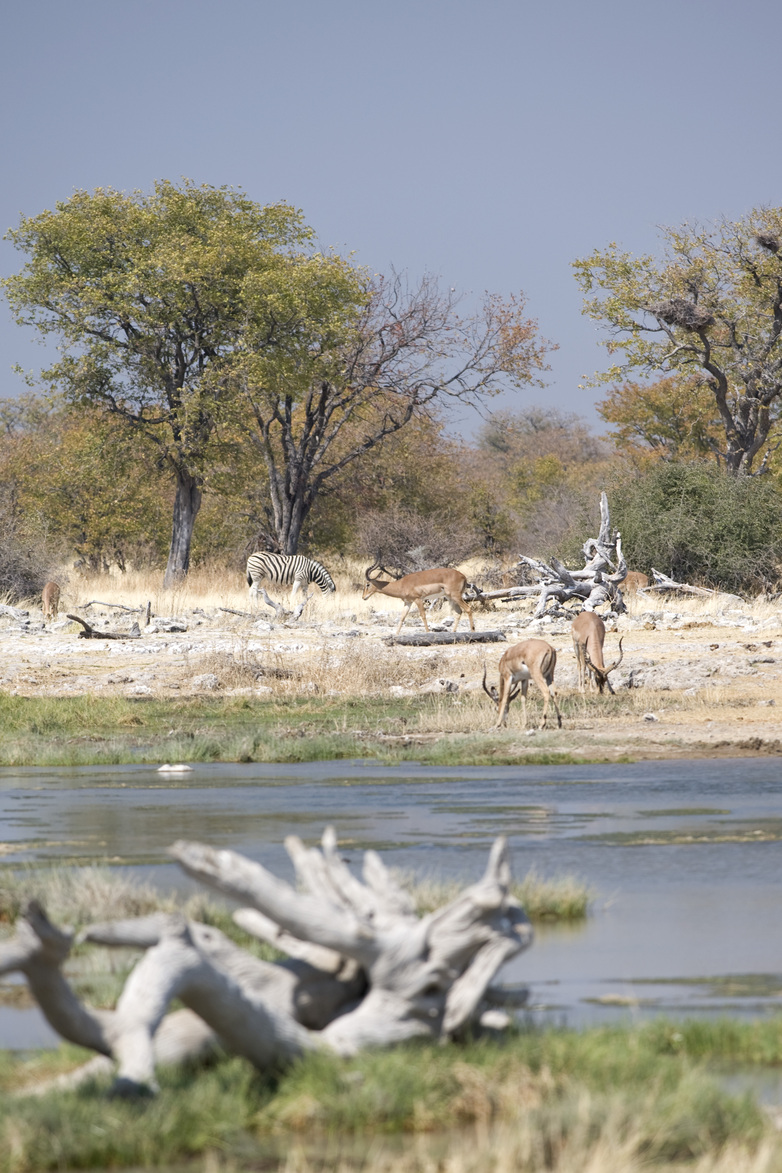 Wildlife in front of a water source in the Etosha landscape