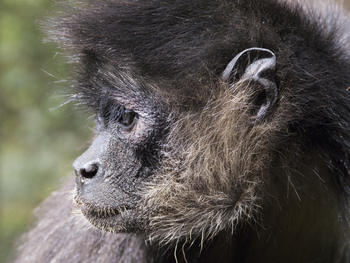 - Geoffroy’s spider monkey (Ateles geoffroyi) lives in the forest canopy in the Selva Maya