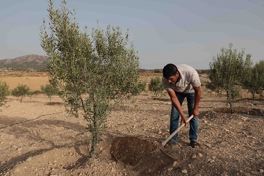 Ein Mann gräbt einen Wassergraben um einen Baum