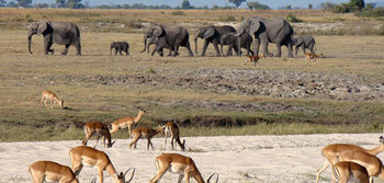 SDAC. Biodiversity in Chobe National Park, Botswana in the Kavango-Zambezi TFCA. © GIZ