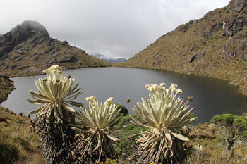 Colombia. The Páramo Santurbán is a high-altitude ecosystem in the Andes that regulates and stores water for two million people in north-east Colombia. PROMAC is helping to protect it. (Photo: Sebastian Sunderhaus) © GIZ