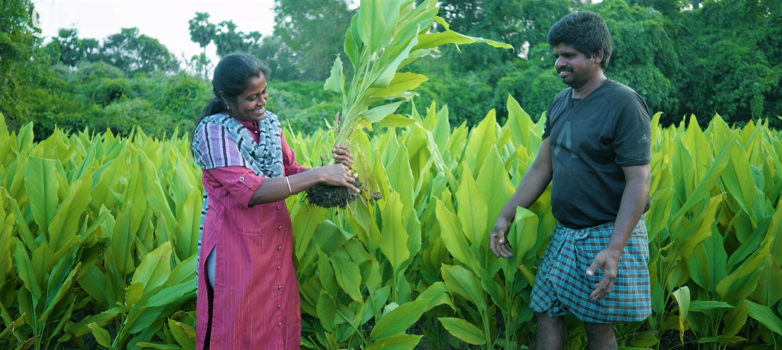 Proud farmers checking their turmeric crop, © GIZ/Carrot Films