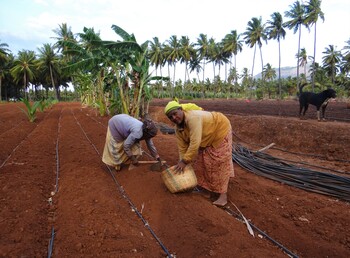 Women farmers in a turmeric field, © GIZ/Pradnya Thombare