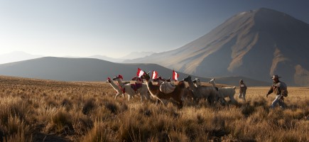Two cattle herders hike through the Peruvian high Andes with a group of alpacas.