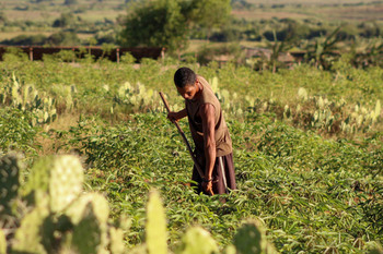 Farmer in Anosy cultivating his field. (© GIZ/Mampionona Rakotonirina)