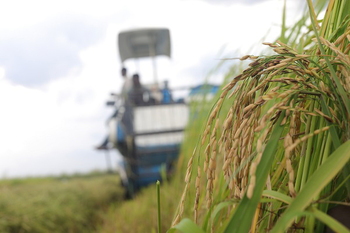 Mechanisation of the rice harvest