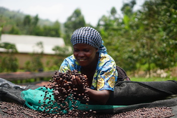A woman turns coffee beans with her hands, Copyright: GIZ