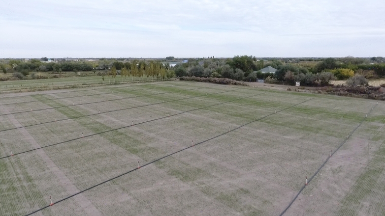 Sprinkler irrigation on a field