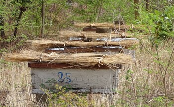 Concrete beehives with straw on top, surrounded by bushes and trees.