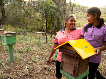 Mujeres de los municipios de Monteagudo y Villa Vaca Guzmán desarrollan la actividad de meliponicultura como parte del trabajo del Fondo de Innovación y Fundación PASOS en Chuquisaca, Bolivia. Copyright: GIZ Bolivia