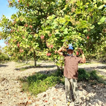 Mr Si Neoun applied natural liquid fertilizer and pruning technique to get a good yield in Sen Sereymongkul village, Kraya commune, Kampong Thom province in February 2022. Copyright: GIZ/Yorn Raksmey