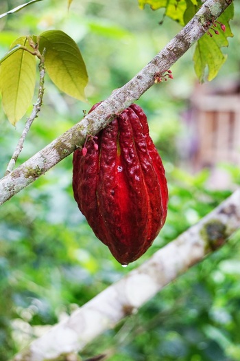 A cocoa fruit hanging on a tree in Ecuador © Unsplash/Jenni Miska