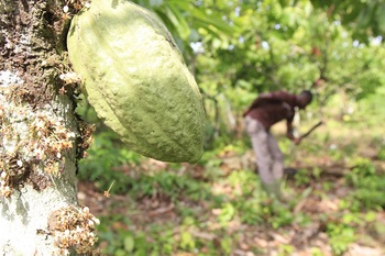 gizIMAGE-cocoa-producers-1