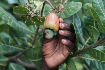 A cashew apple seed.