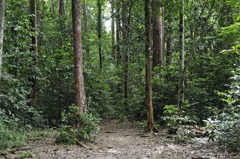 Amazonian rainforest near Belem